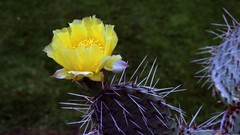 Cactus spikes yellow flowers