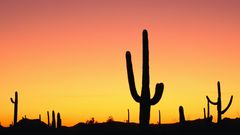 Cactus sunset nature deserts
