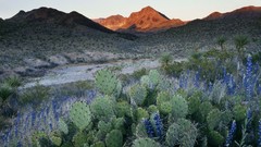 Cactus Texas national park Bluebonnet