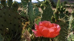 Cactus Utah zion cactus flowers