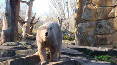 Cage Bears Polar Bears