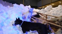 Calendar Miss Tuning fete