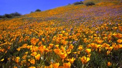 California antelope hillside valleys
