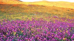 California antelope valleys