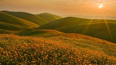 California cluster Wildflowers