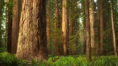 California grove Parks state smith