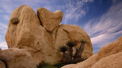 California Hearts rocks national park joshua tree national park