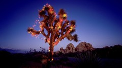 California joshua tree national park