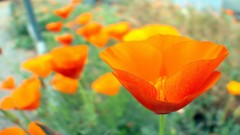 California riverside