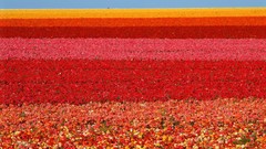 California san diego