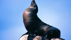 California sea lions