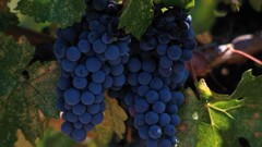 California vineyard valleys