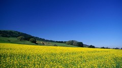 California wildlife yellow flowers yellow field