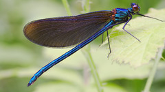 Calopteryx Virgo male high