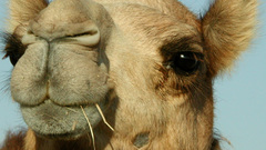 Camel chameau kamel Animals