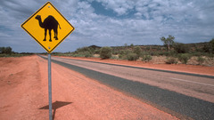 Camel crossing stuart highway