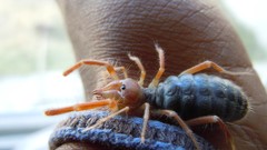 Camel spider