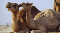 Camels
