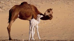 Camels