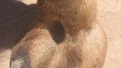 Camels camel toe