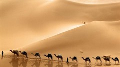 Camels deserts desert road