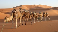 Camels morocco Rajasthan deserts