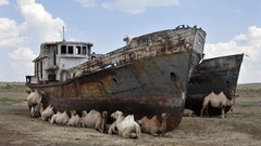 Camels shipwreck deserts
