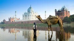 Camels Taj Mahal India