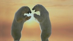 Canada tales Polar Bears Churchill