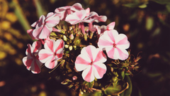 Candystripedflowers