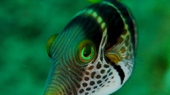 Canthigaster valentini high
