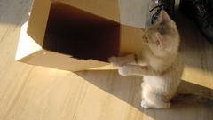 Cardboard box boxing cat