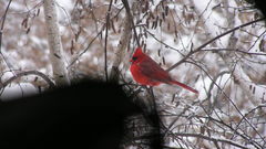 Cardinal nothing Good it