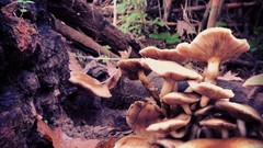 Cars Cameras Photogen and Nycteris