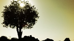 Cars Cameras Photogen and Nycteris