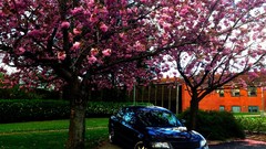 Cars Volkswagen turbo volkswagen passat flowered trees VW 