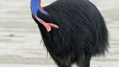 Cassowary Birds bird