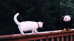 Cat eagle Animals domestic