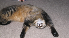 Cat here him name img