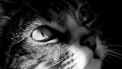 Cat high closeup display multi Resolution mezmorizingmage