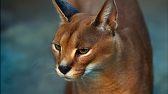 Cat thread high caturday carnivor lilia karakal