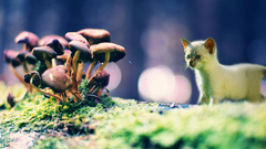 Cat walls moar prease