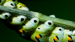 Caterpillars
