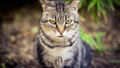 Cats Animals