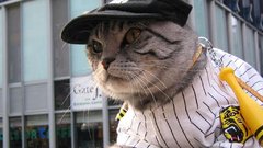 Cats Animals baseball