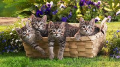 Cats Animals baskets