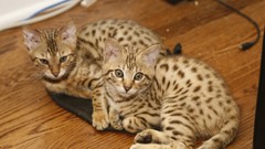 Cats Animals Bengal Kittens