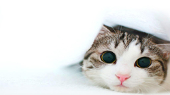 Cats Animals big eyes