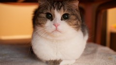 Cats Animals big eyes