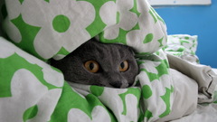 Cats Animals blanket